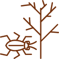 tree pest icon